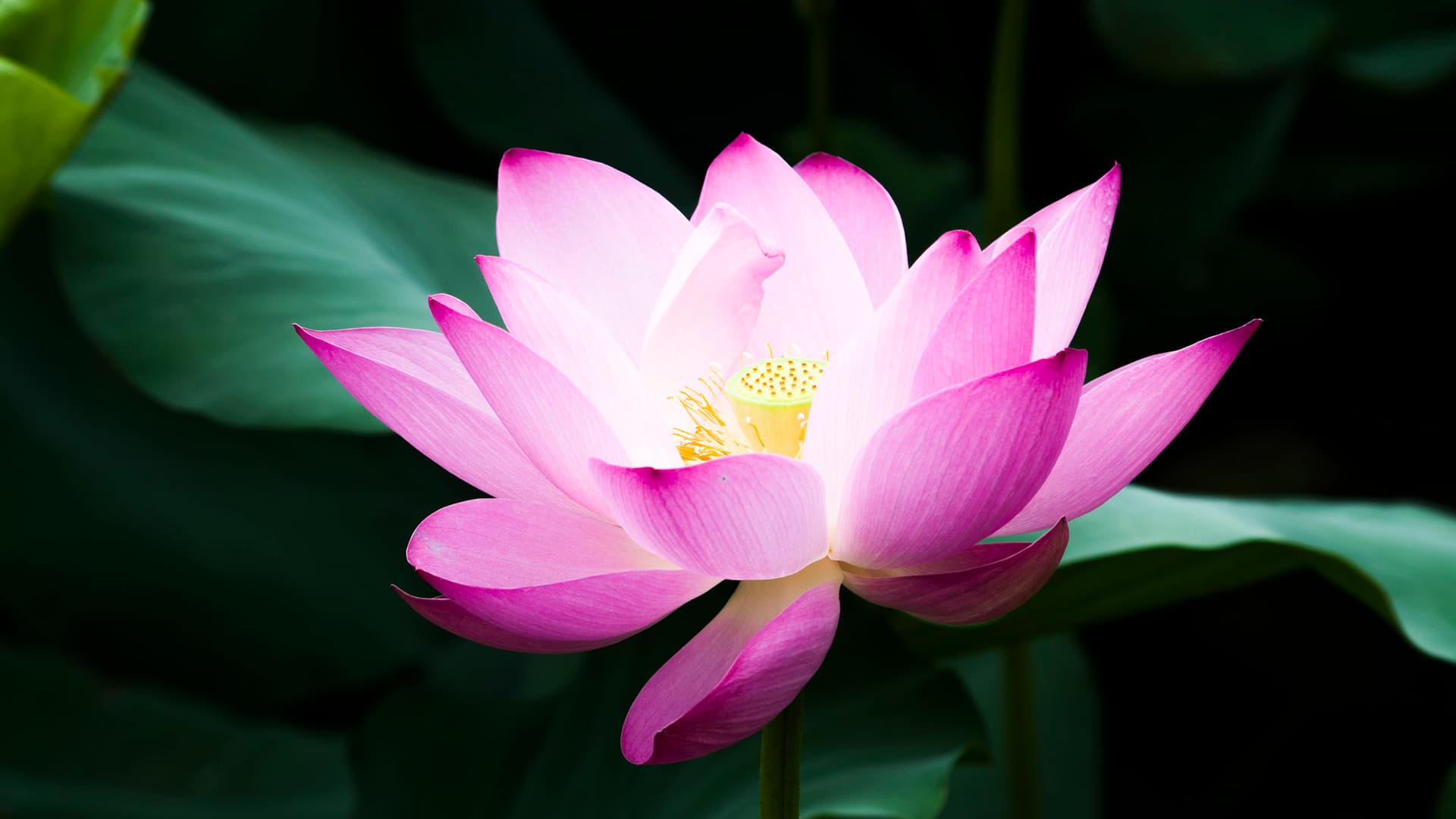 Lotus